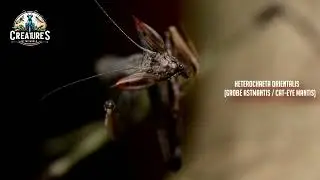Heterochaeta Orientalis ( Gro&szlig;e Astmantis / Cat-Eye Mantis )