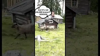 Sheep-Approved: The Norwegian Tech Solution That Actually Works! 🐑✨