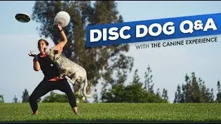 Disc Dog Q&A with The Canine Experience