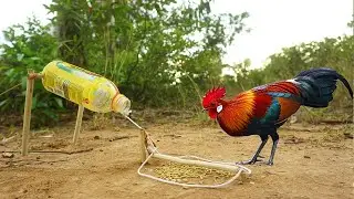 Easy Simple Wild Chicken Trap Using Bottle
