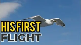 PLUS ONE ENGLISH HIS FIRST FLIGHT SUMMARY IN MALAYALAM / PLUS LEARN