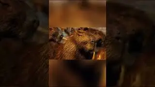 Capybara edit 🎩 {} #viral #edit #trend #song #music #capybara #velocity #ghost #capybaras #fly
