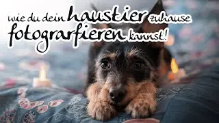 Hundeshooting daheim - Corona Version