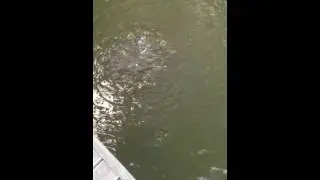 Ataki suma catfish attack
