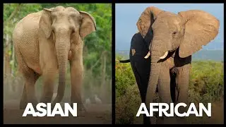 Horrible Images of Asian Elephant and African Bush Elephant