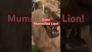 Scary Looking Lion Exhibit in New Zealand Museum! #lion #youtube #travel #cruise