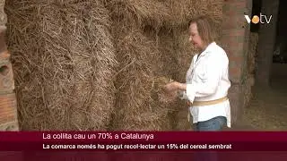 VOTV - La comarca nom&eacute;s ha pogut recol&middot;lectar un 15% del cereal sembrat