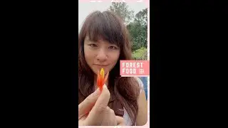 Hungry Hiker Eats : Edible Flower from the Rainforest #shorts