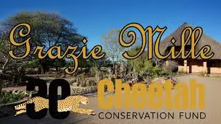 (Italian) Tutti noi del Cheetah Conservation Fund vorremmo augurarvi un felice anno nuovo.