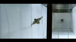 Bird-Safe Glass Testing Tunnel Process