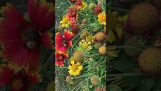 Bees and Blanket Flowers #flower #beefriendly #bee #nature