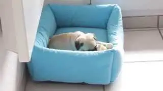 Petit chiot carlin de 2 mois qui joue avec sa peluche