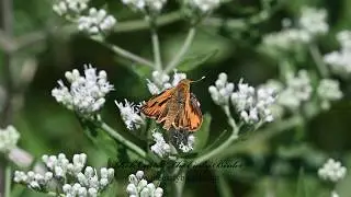 FIERY SKIPPER Hylephila phyleus