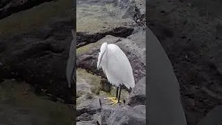 Egret Bird Preening Feathers. #shortsfeed #shorts #birds