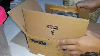 Unboxing ular boa lokal(monopohon halmahera)
