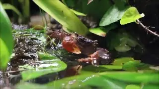 Paludarium and crab......