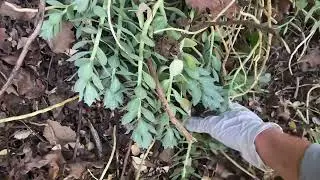 Weeding Myrtle Spurge in the Wasatch part 4