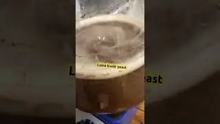 Over build lutra yeast 48 hrs. (1 lit) #lager #lagerbeer #beer #drinkcraftbeer #craftbeer