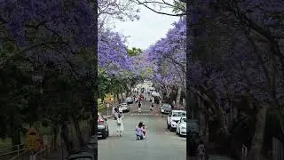 Jacarandas are&nbsp;a famous feature of Sydney's spring #jacaranda #spring #november #sydney
