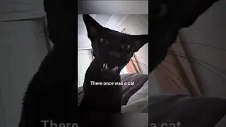 Once upon a time Evil Larry 😰🥀                                           #cats #larry #viral #shorts