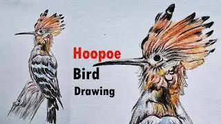 Hoopoe Bird drawing in Colour pencils | drawing a Bird | Camlin triangular
