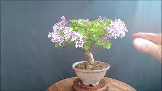 Бонсай  сирень мейера Bonsai lilac Meyer 2021 год лето