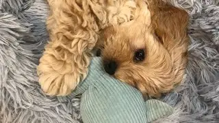 Ми купили МАЛЬТІПУ 🥰