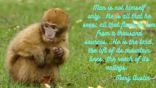 CUTE ANIMALS & NATURE QUOTES#NATURE LOVER#ANIMALS#CUTE#