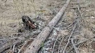Firewood on Grave Creek