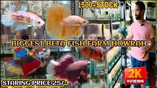 BIGGEST BETTA FISH FARM|HOWRAH PANCHLA|NEW STOCK|IMPORTED BETTA|OHM FULL MOON PLACARD ORDINARY