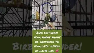 Birb reminder!! ♡♡♡ #shorts