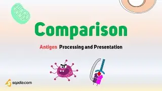 Antigen Processing and Presentation | Comparison | Medical Student Immunology