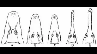 All 24 Crocodilian Species