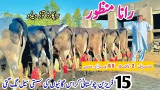 Rana Manzoor | Top Class Jersey Cows For Sale | Cholistani Fresian Cows For Sale | 27 January 2026