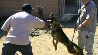 Professional Dog Training Fastest Man ALIVE  Forever Young  Young Forever