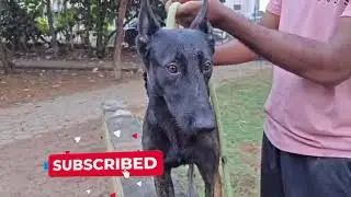DUTCH SHEPHERD 📞 8095473550 #k9 #dog #gsds #pets #instagram #dutchshepherd #virashortsvideo #gsp 