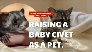 How to Raise and Tame a Baby Civet: Complete Guide for Beginners