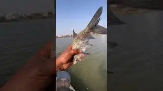 Amazing मछली ने हमला कर Paani में कूद गई।#shorts #trending #truedialogue #shortsfeed #fish #fishing