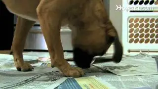 How to Paper-Train Your Dog