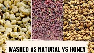 Three Traditional Coffee Process | NATURAL WASHED  HONEY | Explanation About Coffee Process