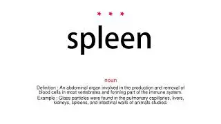 How to pronounce spleen - Vocab Today