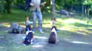 Diversionary work - advanced spaniel training