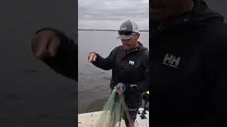 Take your guess?? What fish are these #fishing #castnetfish #casttocatch #fish #fisherman