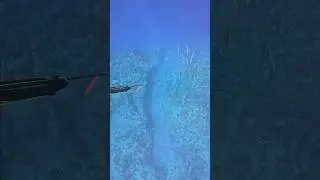 Spearfishing in Saipan #spearfishing #bigeyejack #shorts