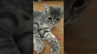 I&rsquo;ll luv you furrever🫶🏻#catlover #cute #cat #catlifestyle #kitten #haveitoldyoulatelythatiloveyou