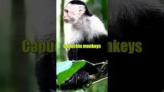 CAPUCHINS ARE AMAZING #shorts  #shortsvideo #animalshorts #animalfacts #animals #capuchins #monkey