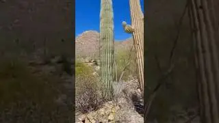 Giant cactus walk Saguaro National Park visitor's center #walking #shorts #saguaro #naturewalk
