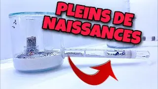 Messor Barbarus #11 BON DÉVELOPPEMENT !!