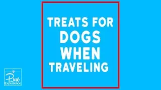 ✈️ 4 Best Calming Treats for Dogs When Traveling On Planes
