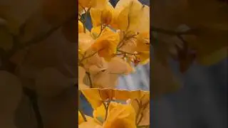 Paper Flower/Bougainvillea #flowers #bougainvillea #pink #yellow #shreyaghoshal #music #shorts #yt